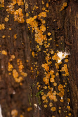 Orbiliales