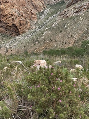 Pelargonium denticulatum