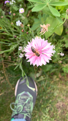 Apis mellifera