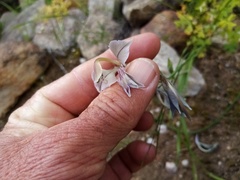 Gladiolus orchidiflorus