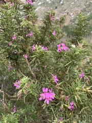 Pelargonium denticulatum