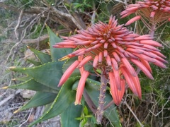 Aloe perfoliata