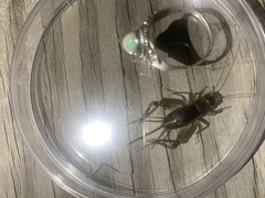 Velarifictorus micado