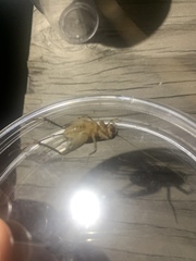 Velarifictorus micado