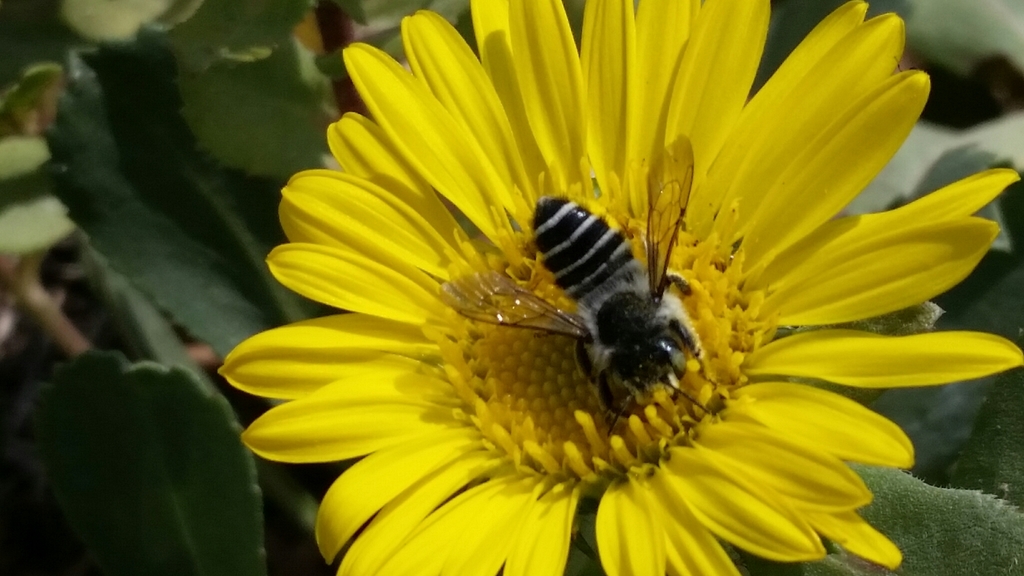 Megachile wheeleri