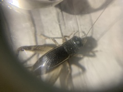 Velarifictorus micado