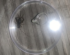 Velarifictorus micado