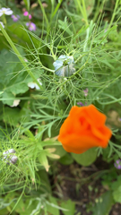 Nigella damascena
