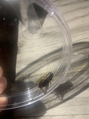 Velarifictorus micado