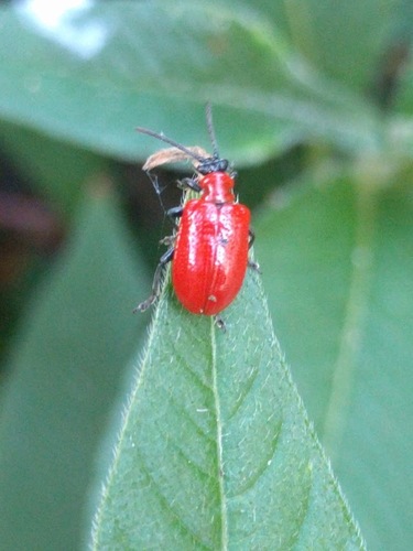 Lily Leaf Beetle, Noordwijk, Nederland, photo 7 of 10