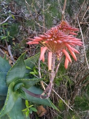 Aloe perfoliata