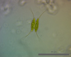 Desmodesmus protuberans