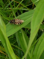 Stratiomys singularior