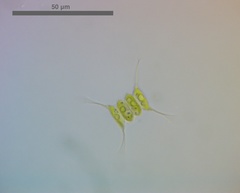 Desmodesmus protuberans