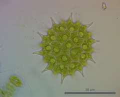 Hydrodictyaceae