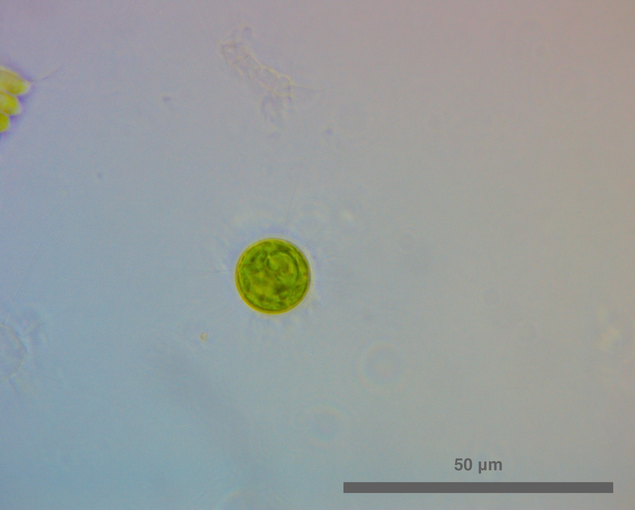 Golenkinia radiata