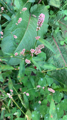 Persicaria maculosa