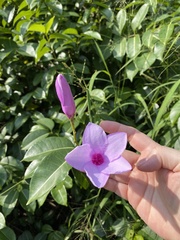 Cryptostegia grandiflora