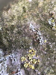 Phaeophyscia nigricans