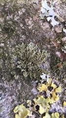 Phaeophyscia nigricans