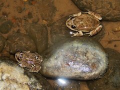 Pleurodema bufoninum