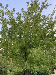 Magnoliopsida
