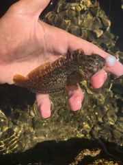 Hypsoblennius gilberti