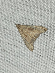 Palthis angulalis