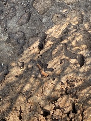 Termitinae
