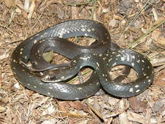Coluber constrictor anthicus