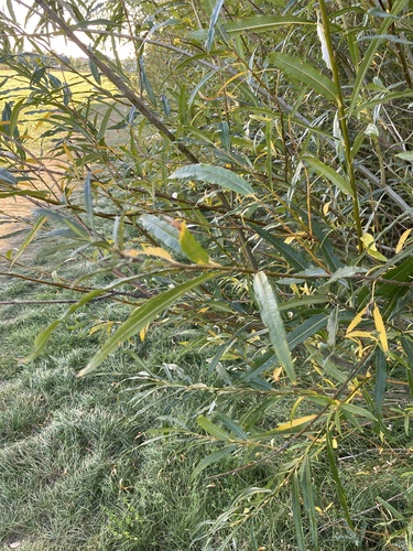 Salix X mollissima