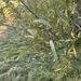 Salix × mollissima - Photo (c) patze, algunos derechos reservados (CC BY-NC)