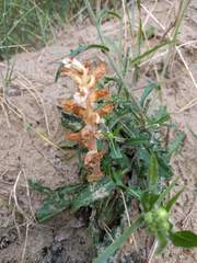 Orobanche picridis