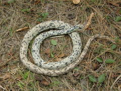 Coluber constrictor anthicus
