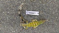 Ctenosaura similis similis