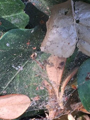 Uloborus diversus