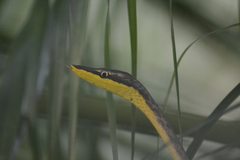 Oxybelis rutherfordi