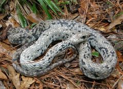 Coluber constrictor anthicus