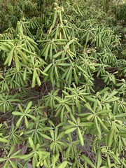 Pittosporum tobira