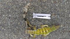 Ctenosaura similis similis