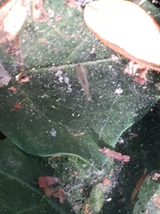 Uloborus diversus
