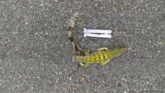 Ctenosaura similis similis