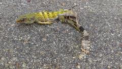 Ctenosaura similis similis