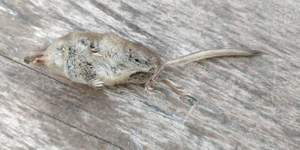 Prairie Shrew