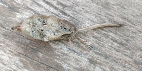Prairie Shrew