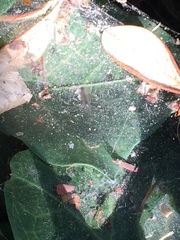 Uloborus diversus