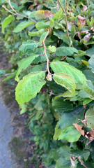 Magnoliopsida