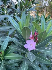 Nerium oleander