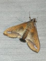 Diaphania fumosalis