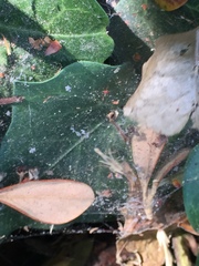 Uloborus diversus